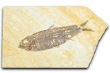 Detailed Fossil Fish (Knightia) - Wyoming #357548-1